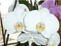 e6f765ef-20150115 PHAL BIJELI.jpg